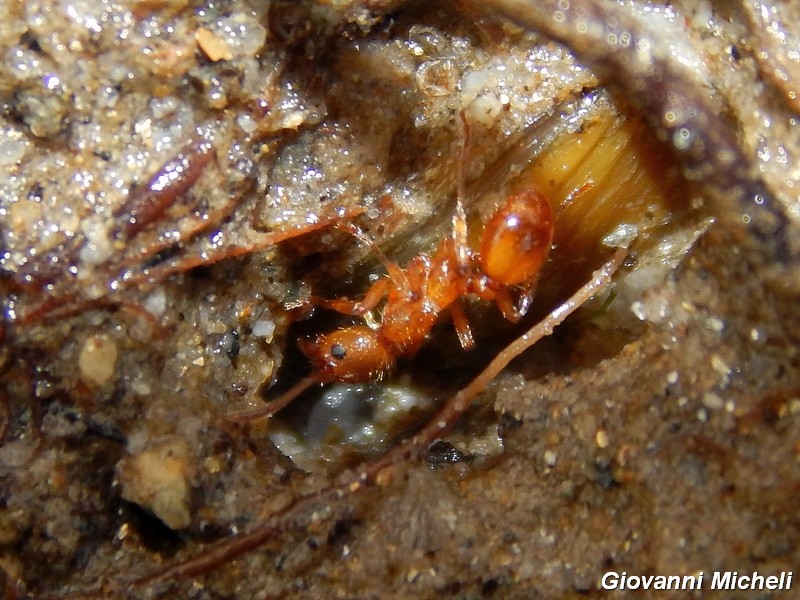 Formica rossa da ID: Myrmica sp.